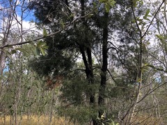 Lysicarpus angustifolius