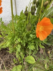 Papaver