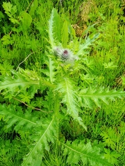 Carduus crispus