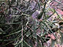 Lysicarpus angustifolius