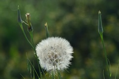 Tragopogon coelesyriacus