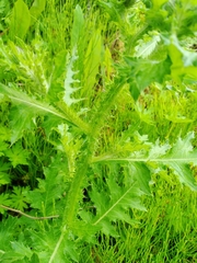 Carduus crispus