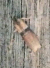 Sciota fumella