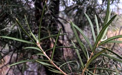 Lysicarpus angustifolius