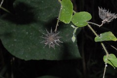 Abutilon indicum
