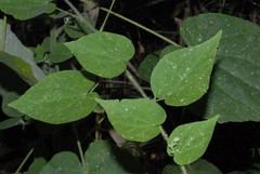 Abutilon indicum