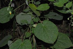 Abutilon indicum