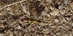 Tegrodera aloga