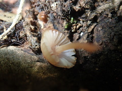 Mycena parsonsii