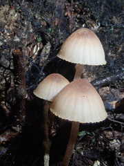 Mycena parsonsii