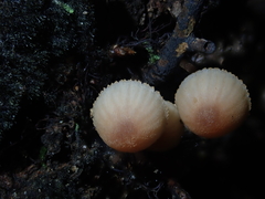 Mycena parsonsii