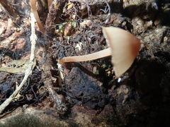 Mycena parsonsii