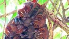 Great Fruit-eating Bat