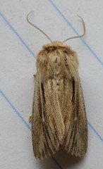 Leucania comma