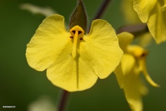 Rhynchocorys elephas