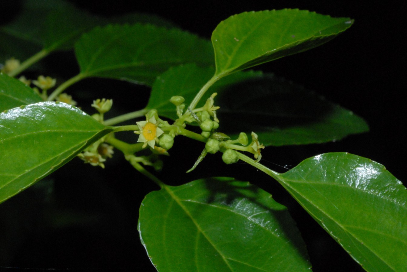 Colubrina asiatica