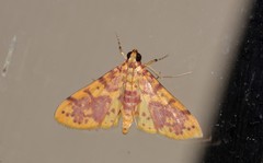 Conogethes haemactalis