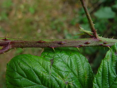 Rubus newbouldii