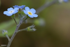 Myosotis lithospermifolia