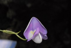 Fabaceae