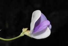 Fabaceae