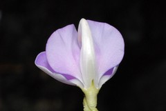 Fabaceae