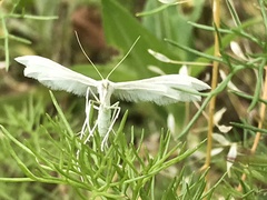 Pterophorus pentadactyla