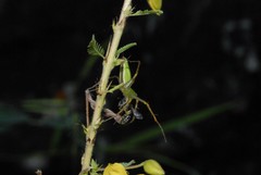 Oxyopidae