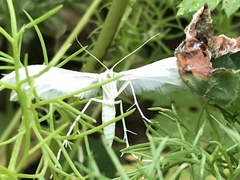 Pterophorus pentadactyla