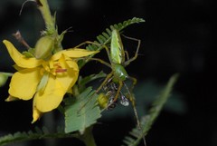 Oxyopidae