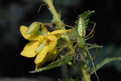 Oxyopidae