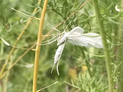 Pterophorus pentadactyla