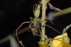 Oxyopidae