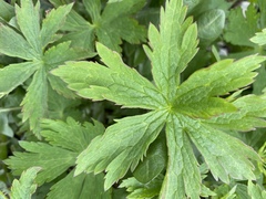 Geranium sylvaticum