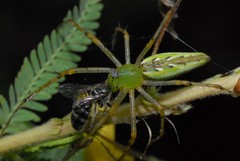 Oxyopidae