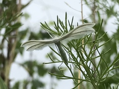 Pterophorus pentadactyla