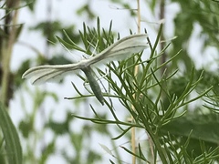 Pterophorus pentadactyla