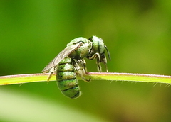 Ceratina smaragdula