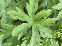 Geranium sylvaticum