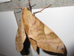 Clanis bilineata