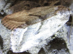 Phyllophila obliterata
