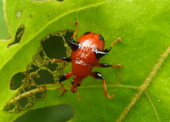 Lamprolabus bispinosus