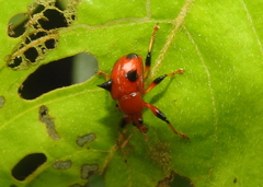 Lamprolabus bispinosus