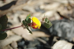 Bossiaeeae