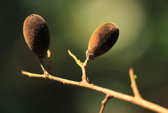 Dialium pachyphyllum