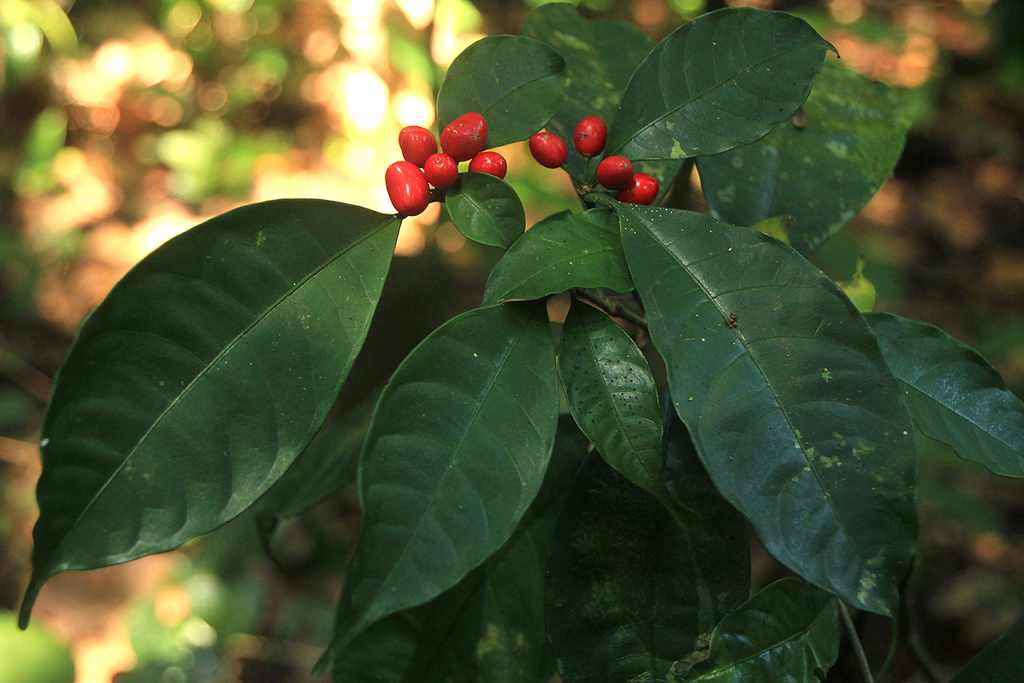 Rauvolfia mannii
