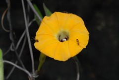 Ipomoea obscura