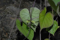Ipomoea obscura