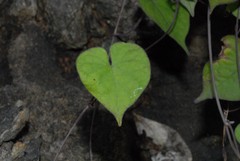 Ipomoea obscura