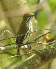 Dicaeum chrysorrheum